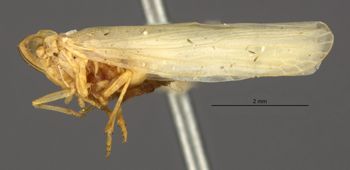 Media type: image;   Entomology 22247 Aspect: habitus lateral view